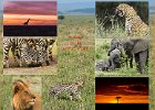 Mike Smith - A Day In The Masai Mara - Photo Essay